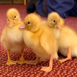 Adorable Ducklings - Rest Home Chichester
